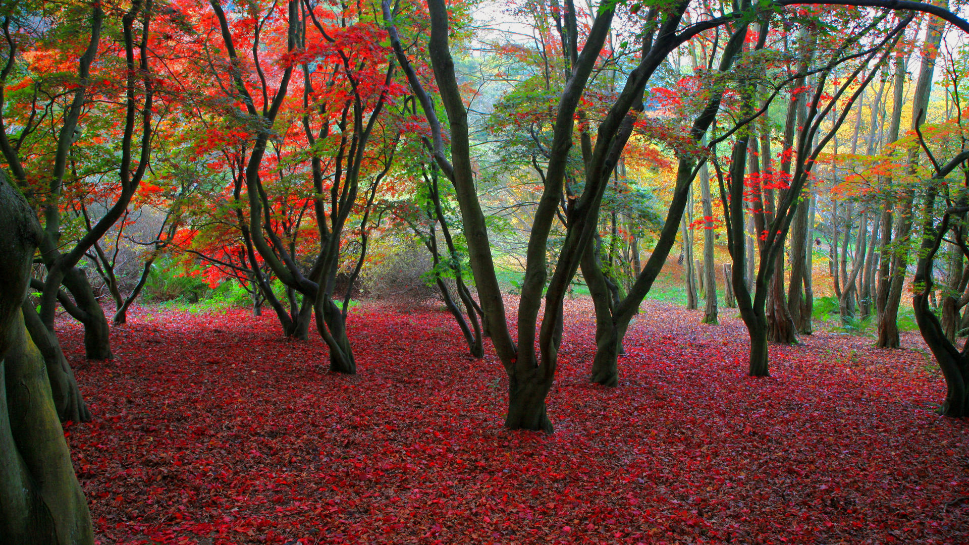 1920 x 1080 HD Wallpapers 294